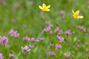 Buttercup In Field