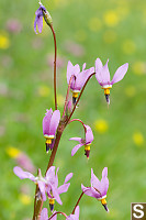 Few-Flowered Shootingstar