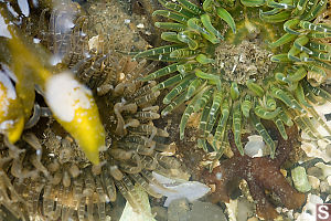 Green And Tan Anemone