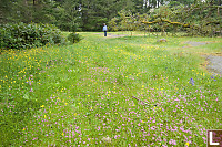 Helen In Field Of Flowers