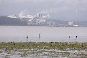 Herons Fishing In Front Of Mill