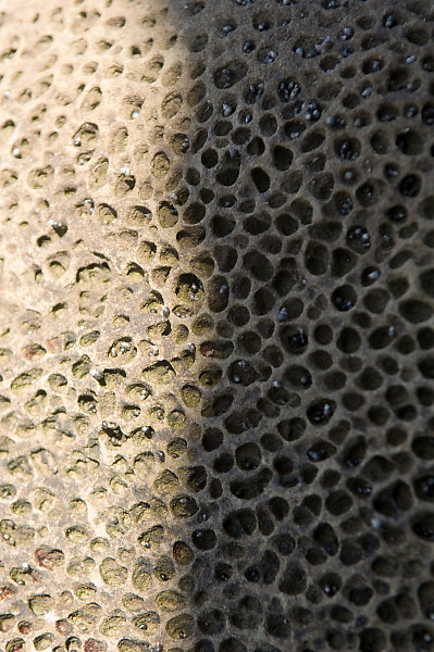 mainimage