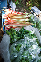 Sun Falling On Rhubarb And Bok Choy