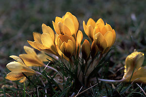 Yellow Flowers