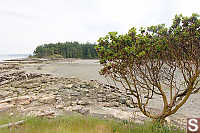 Arbutus Near Muddy Bay