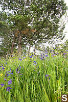 Camas Under Trees