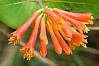 Honeysuckle