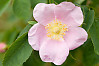 Nootka Rose