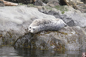 Seal High Up On Rock