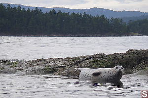 Seal On Rock