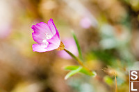 Small Purple Flower