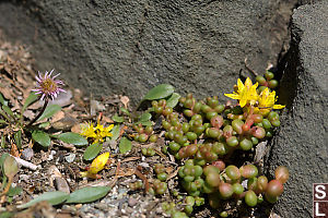 Flowers In Crack