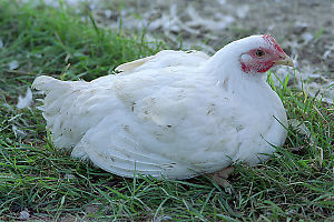 Chicken Sitting Around