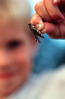 Cricket In Fingers