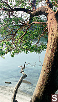 Arbutus over Shell Beach