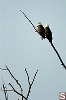 Bald Eagles