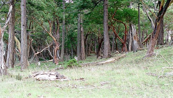 mainimage