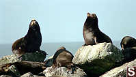 Sea Lion Collection