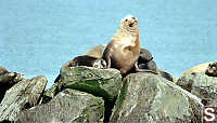 Sea Lions