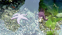 Tide Pool