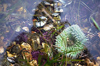 Anemone And
        Purple Sea Urchins In Tide Pool