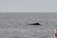 Humpback Dorsal Fin