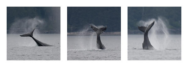 Humpback Tail Flicking