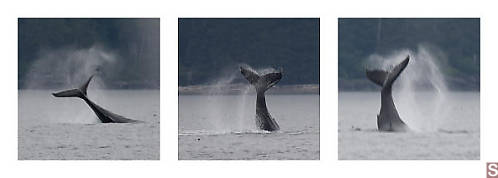 Humpback Tail
          Flicking