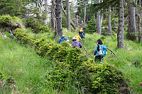 Nurse Log Starting Line Of Trees