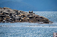 Sea Lion Haul Out With Pups On
          Garcin Rocks