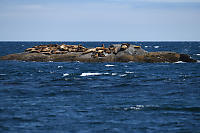 Small Rock Covered
          In Sealions