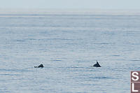 Two Dall's Porpoise