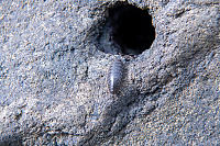 Beach Side Isopod