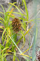 Large Headed Sedge