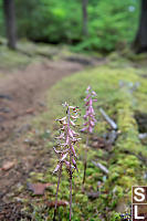 Spotted
        Coralroot Growing Trailside