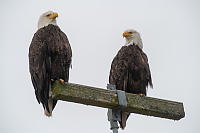 Two Bald Eagles On Stand