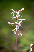 Younger Spotted
        Coralroot