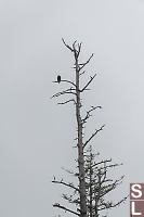 Bald Eagle In Dead Spruce Tree