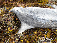 Dead Rissos Dolphin Cracked Skin