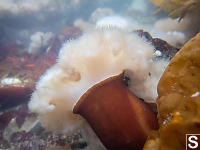 Giant Plumose Anemone