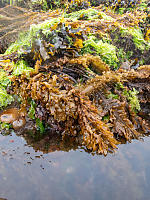 Mixed Kelps At Surface