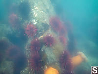 Sea Urchin Barron