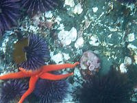 Blood
                Star With Purple Sea Urchins