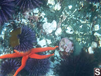 Blood
                Star With Purple Sea Urchins