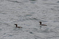 Common Murre On Water