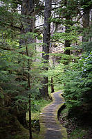 Curving Boardwalk Through Forest