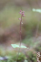 Heartleaf Twayblade