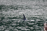 Risso Dolphin Dorsal Fin