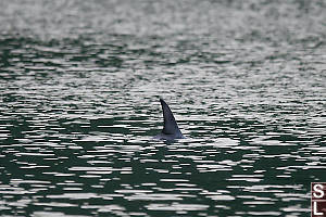 Risso Dolphin Dorsal Fin