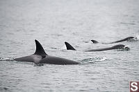 T146D With Two Other
            Orca